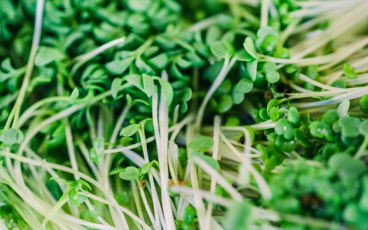 Bandejas de microgreens hidropónicos: Tu ensalada en 7 días