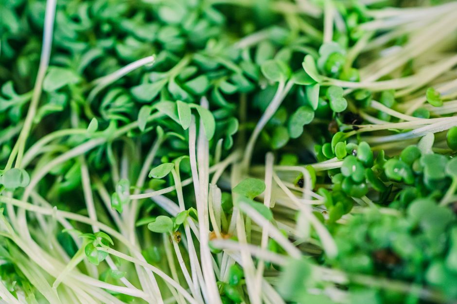 Bandejas de microgreens hidropónicos: Tu ensalada en 7 días
