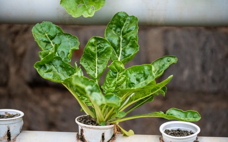 Huerta hidropónica en departamento: Guía para empezar este verano