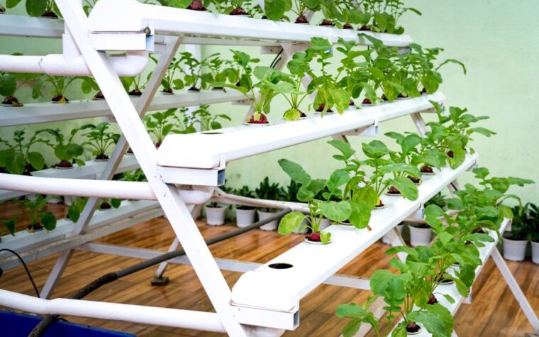 Distancia ideal entre agujeros en caños PVC para cultivar lechuga