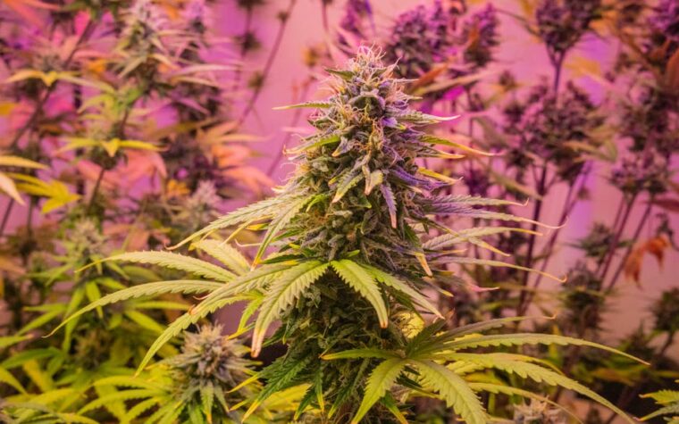 Luces LED Grow para hidroponía indoor: ¿Qué espectro necesitas?