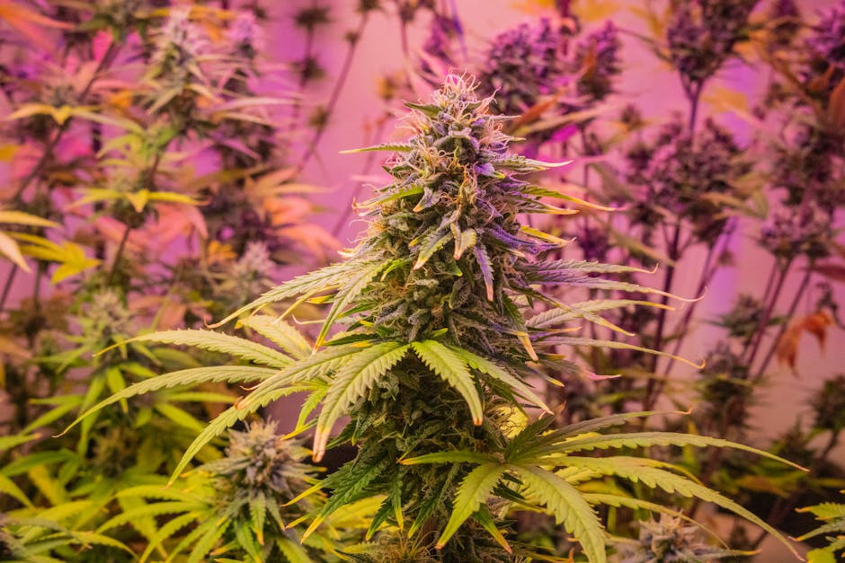 Luces LED Grow para hidroponía indoor: ¿Qué espectro necesitas?