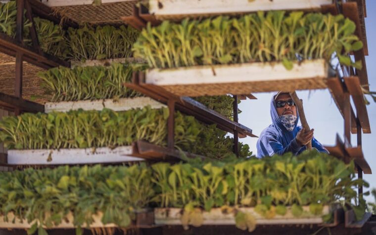 Torre vertical de hidroponía para frutillas: Maximizá tu espacio