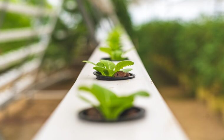 Nutrientes hidropónicos en polvo vs. líquidos: Cuál rinde más