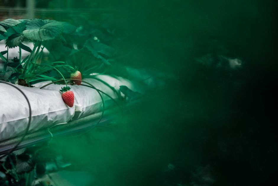 EC óptima para frutillas hidroponia: mi error de 50 lucas