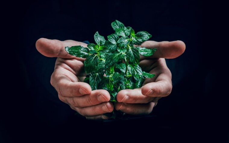 Cultivo hidropónico de albahaca y menta: Aromáticas todo el año