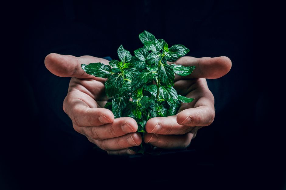 Cultivo hidropónico de albahaca y menta: Aromáticas todo el año
