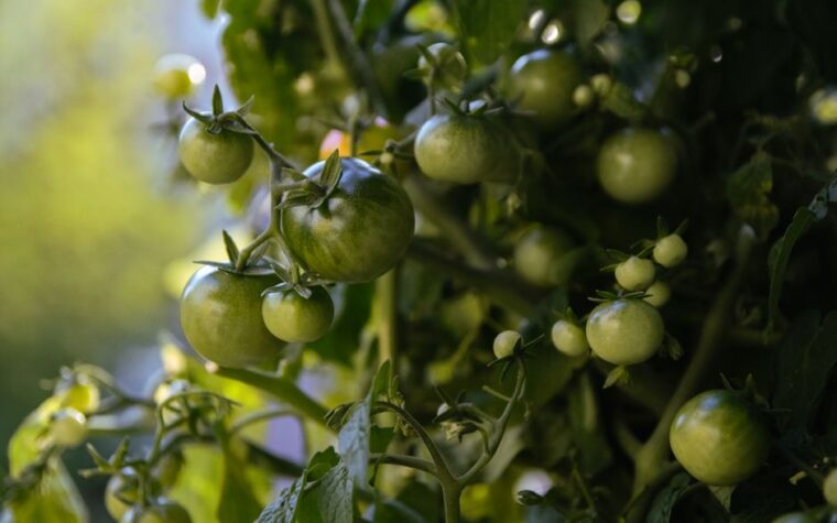 Cultivo de tomate cherry en maceta con sistema hidropónico holandés