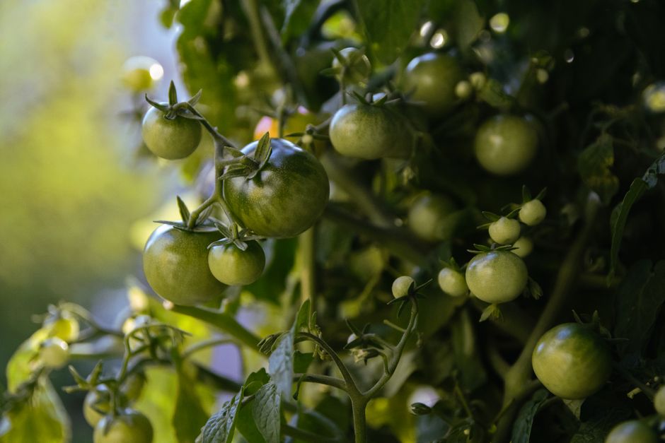 Cultivo de tomate cherry en maceta con sistema hidropónico holandés