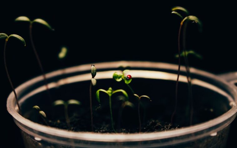 Germinación infalible: Cómo usar lana de roca para semillas