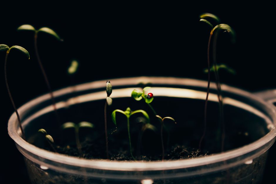 Germinación infalible: Cómo usar lana de roca para semillas