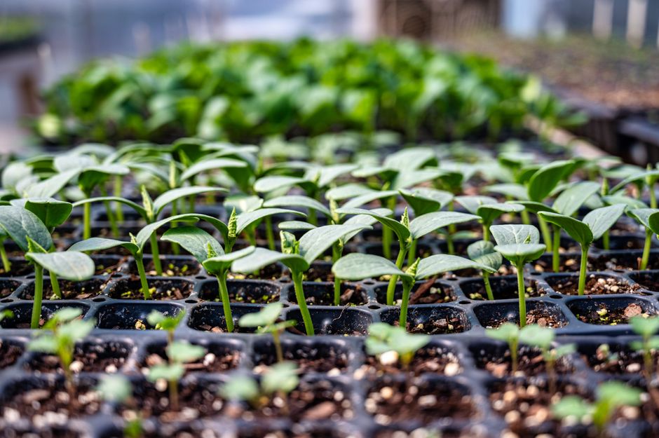 Plantines para huertas comunitarias: la inscripción que te conviene no dejar pasar