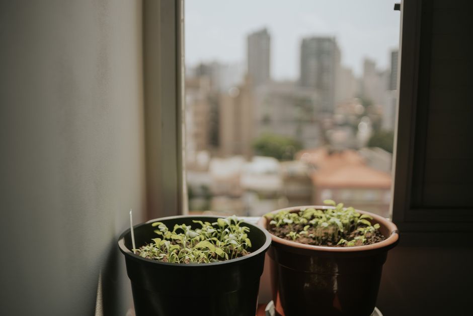 Casi el 5% de los hogares argentinos tiene huerta urbana: ¿por qué están en riesgo?