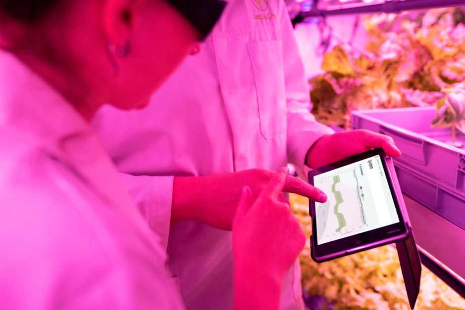 Del INTA en la Antártida a tu ventana: el sistema hidropónico compacto que promete verduras todo el año