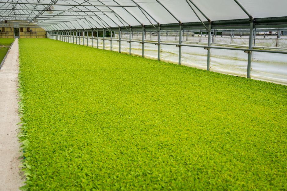 Hidroponía en la Antártida: la base argentina más austral ya produce sin tierra