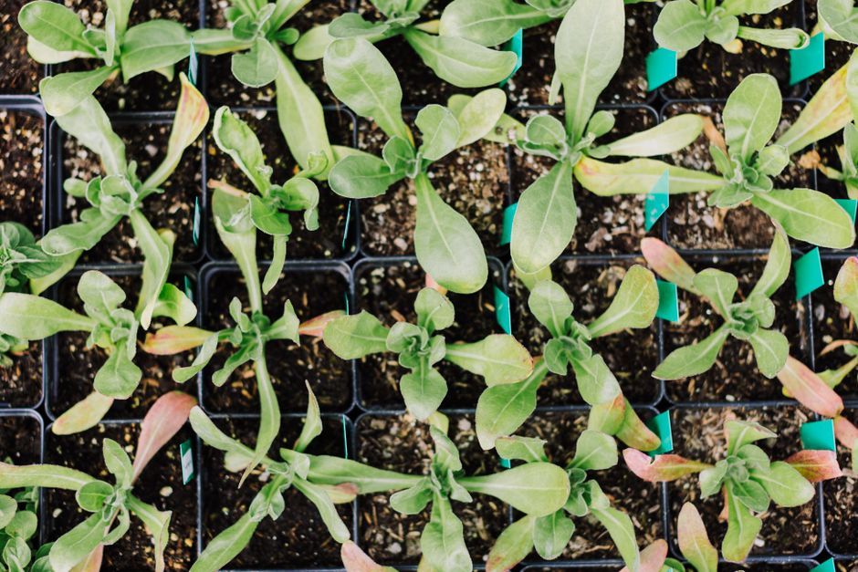 Huerta Urbana Bonaerense 2026: más de 500.000 plantines para arrancar
