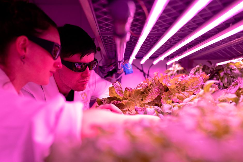 Ensayos hidroponia INTA: más producción, menos agua y espacio