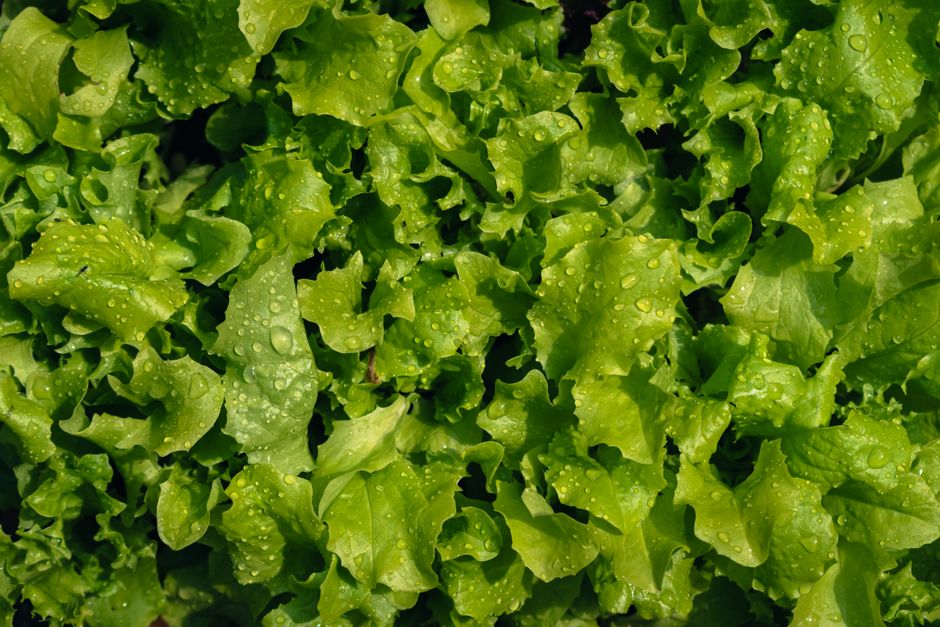 Hidroponia en casa: lechugas en un balcón con menos agua y sin tierra