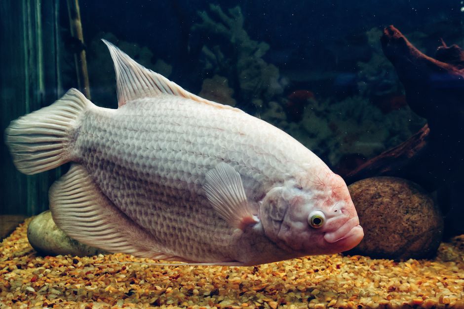 Acuaponia INALI: peces y plantas juntos, el desarrollo cooperativo que te va a inspirar