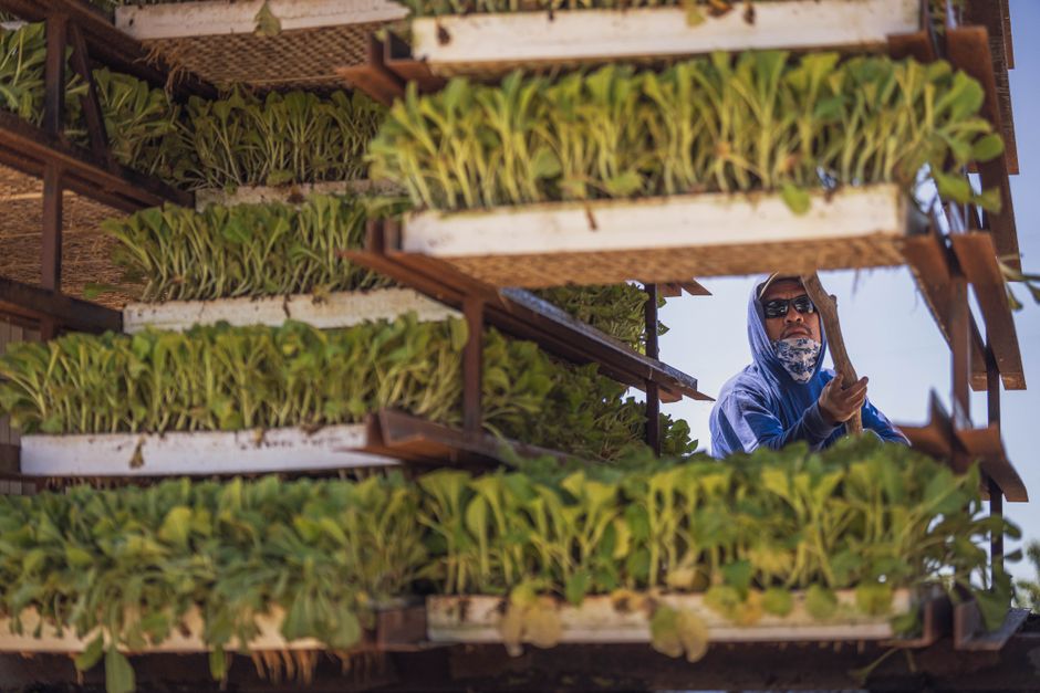 Hortalizas antárticas INTA: hidroponía que cambió la vida en las bases
